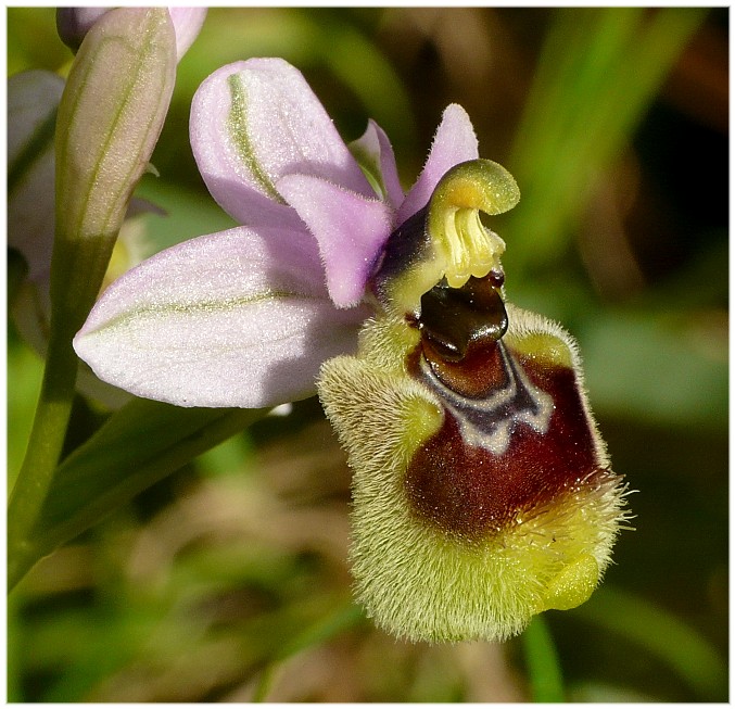 Ophrys tenthredinifera